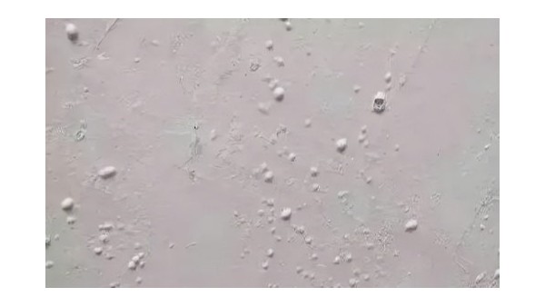 膩?zhàn)邮┕び心佔(zhàn)映霈F(xiàn)氣泡該怎么辦？昆明膩?zhàn)臃蹚S家告訴你